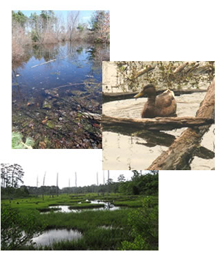 ASWM publications